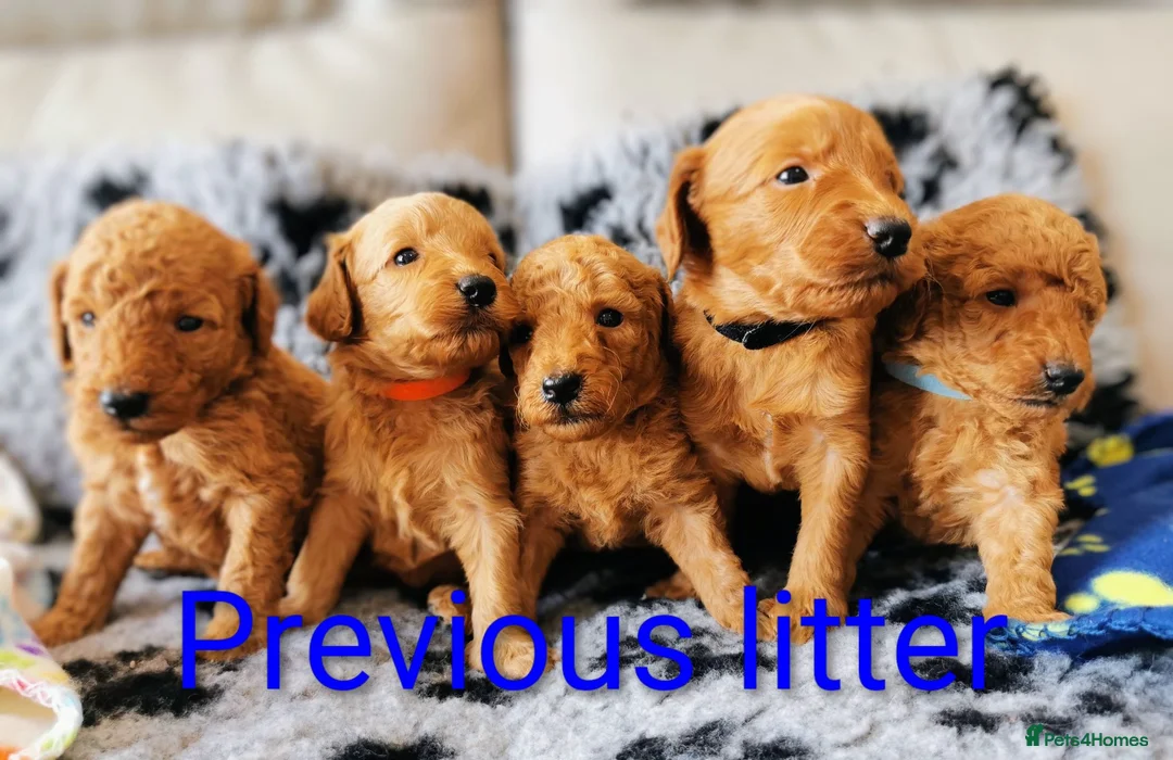 Labradoodle dogs for sale: 5⭐ F1 Labradoodles, parents fully Health checked.  - Advert 2