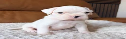 Boxer dogs for sale: Kc Beautiful white girl boxer puppy   - Advert 9