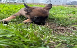 German Shepherd dogs for sale: Germany 🇩🇪 shepherd puppies dogs 🐕 big boned - Image 16