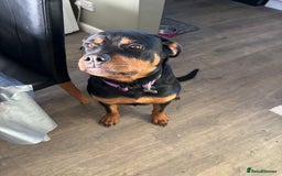 Rottweiler dogs for sale: Rottweiler puppy - Advert 2