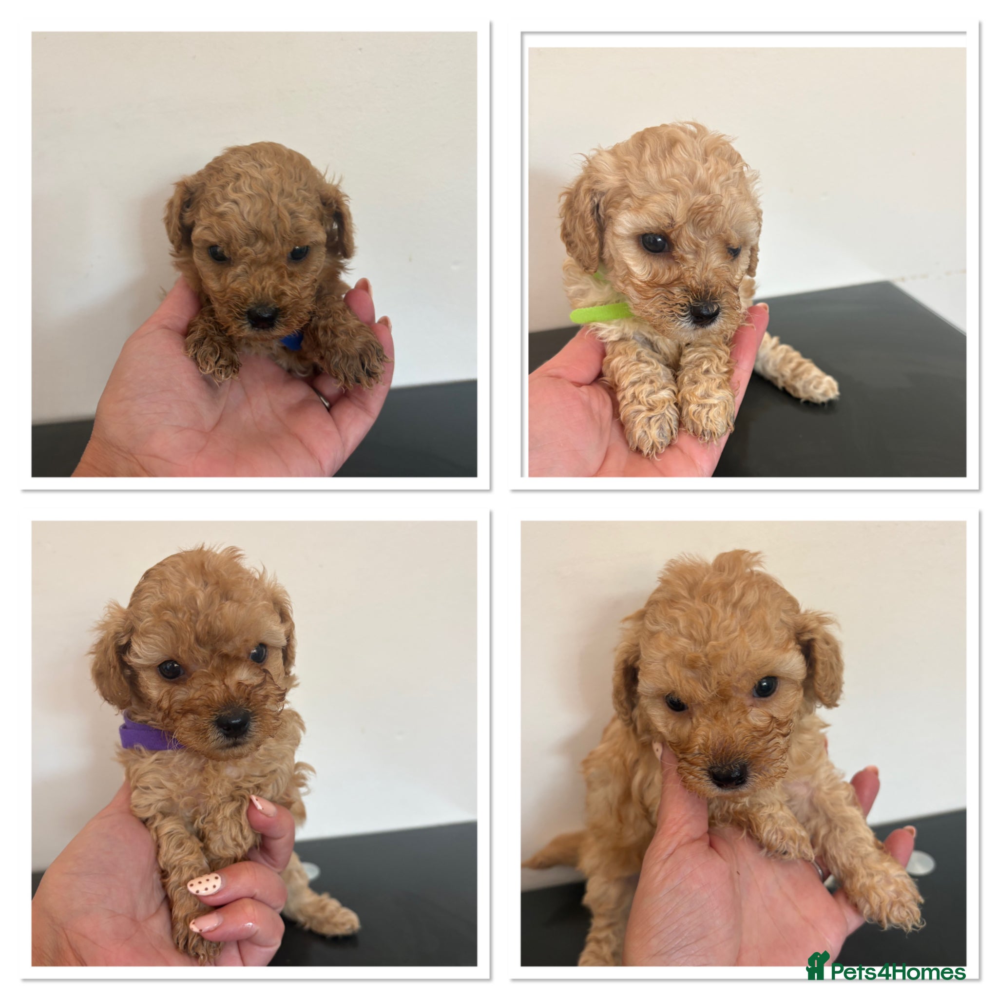 Cavapoo dogs Luxury toy cavapoo  - Advert 5