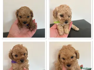 Cavapoo dogs Luxury toy cavapoo - Advert 5