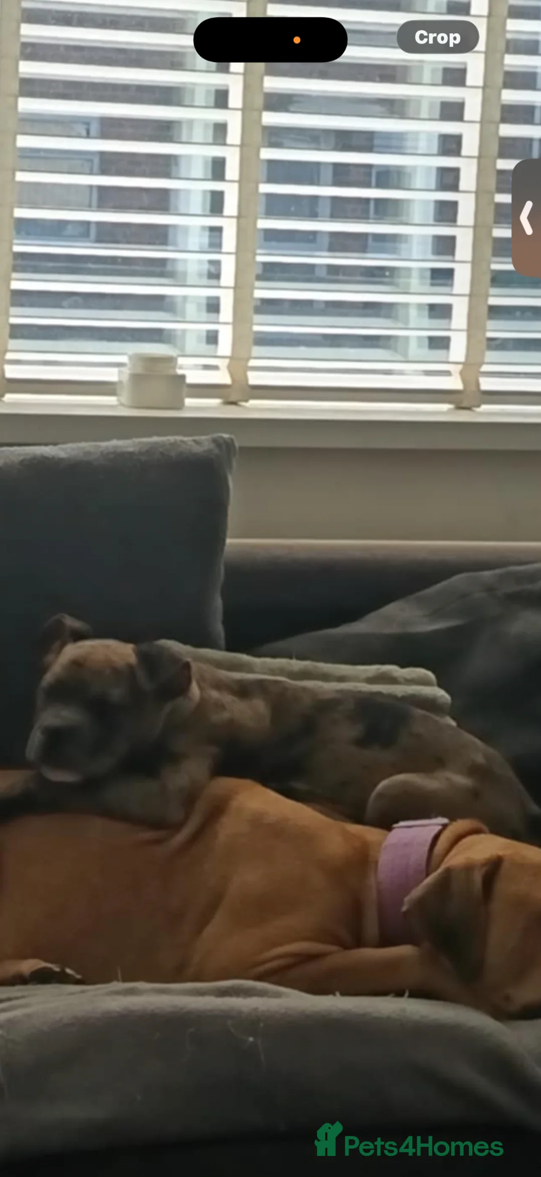 Mixed Breed dogs for sale: Arlo  - Advert 2