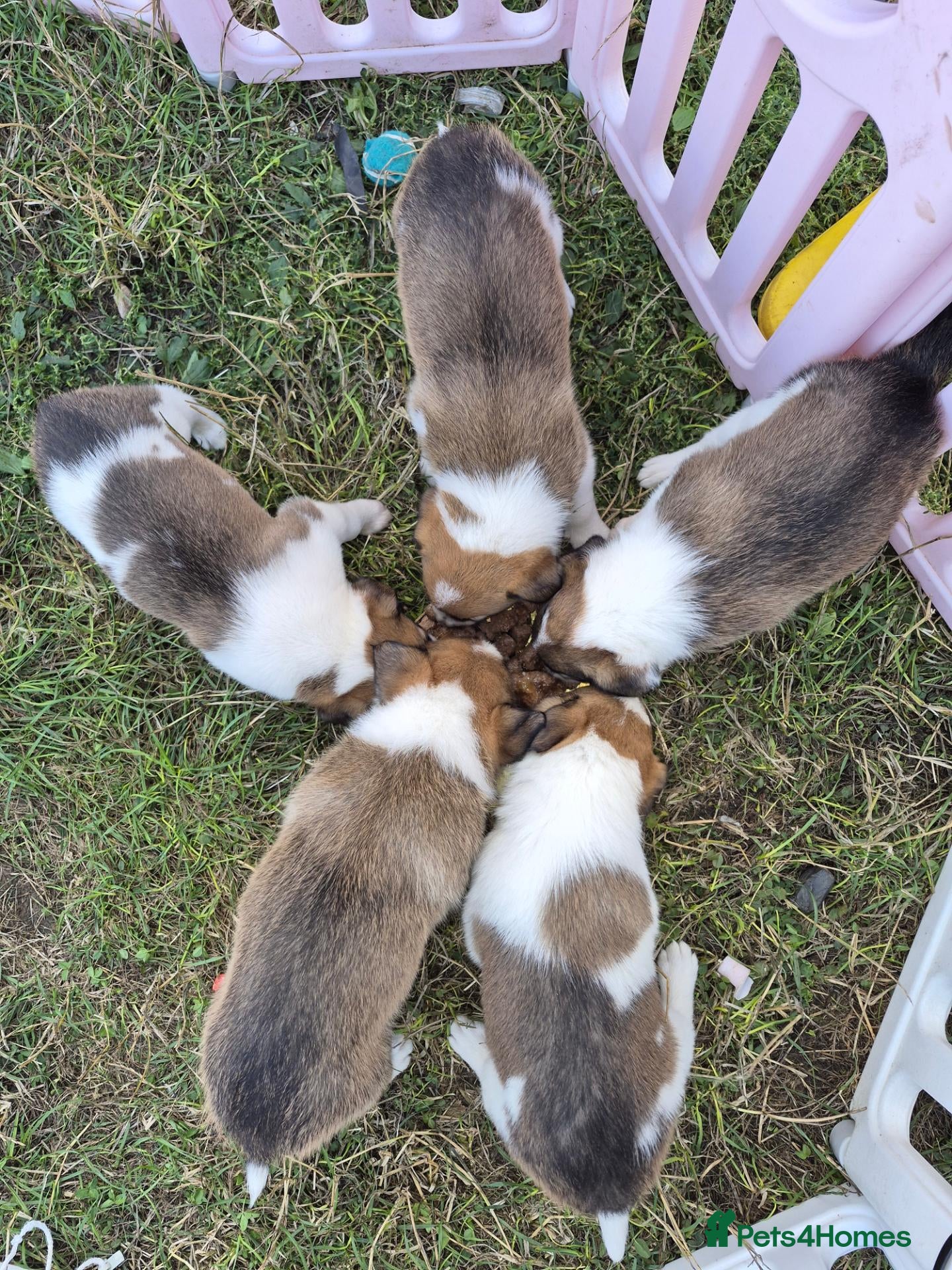 Border Collie dogs Border Collie puppies for sale - Advert 1