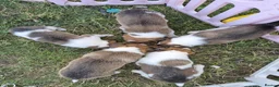 Border Collie dogs for sale: Border Collie puppies for sale in Crediton - Advert 2