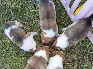 Border Collie dogs Border Collie puppies for sale - Advert 2