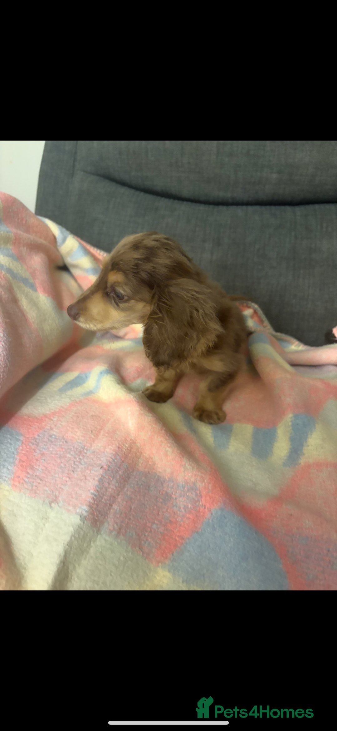 Miniature Dachshund dogs for sale: Dachshund puppy  - Image 4
