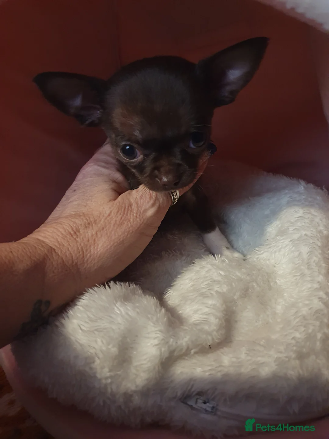 Chihuahua dogs for sale: Xx **  chihuahuas READY NOW.. - Advert 6