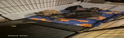 Border Terrier dogs for sale: Stunning border terrier puppys  - Advert 8