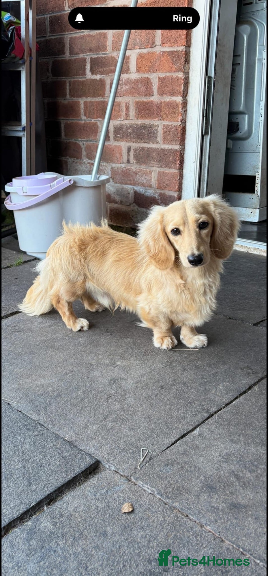 Miniature Dachshund dogs for sale: LONG COAT CREAM BOY  - Image 2