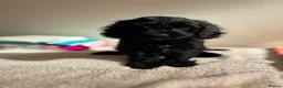 Cavapoo dogs for sale: ⭐️4 Stunning little black cavapoos⭐️ - Advert 30