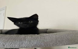 Mixed Breed cats for adoption: Adorable Jet and Anise looking for their family! - Image 5
