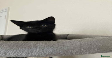 Mixed Breed cats - Advert 1