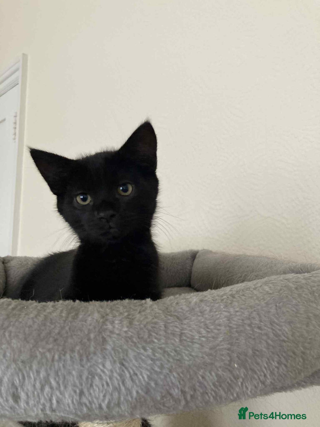 Mixed Breed cats for adoption: Adorable Jet and Anise looking for their family! - Image 5