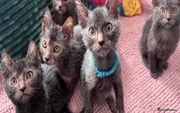 Lykoi cats for sale: Unique and adorable Lykoi kittens - Image 5