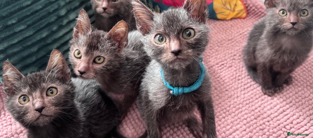Lykoi cats for sale: Unique and adorable Lykoi kittens - Image 5