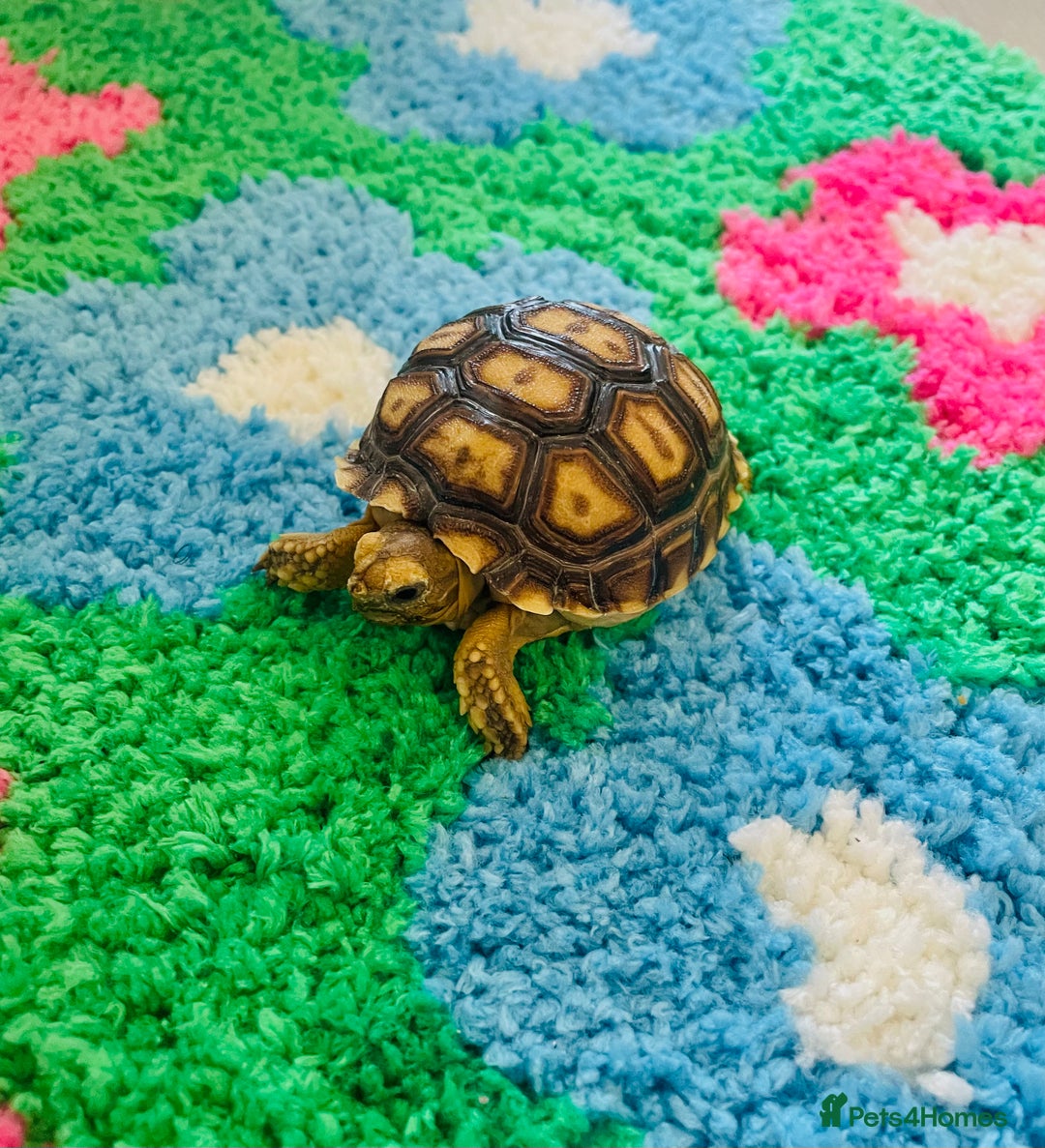 Tortoise reptiles for sale: baby sulcata tortoise  - Image 3