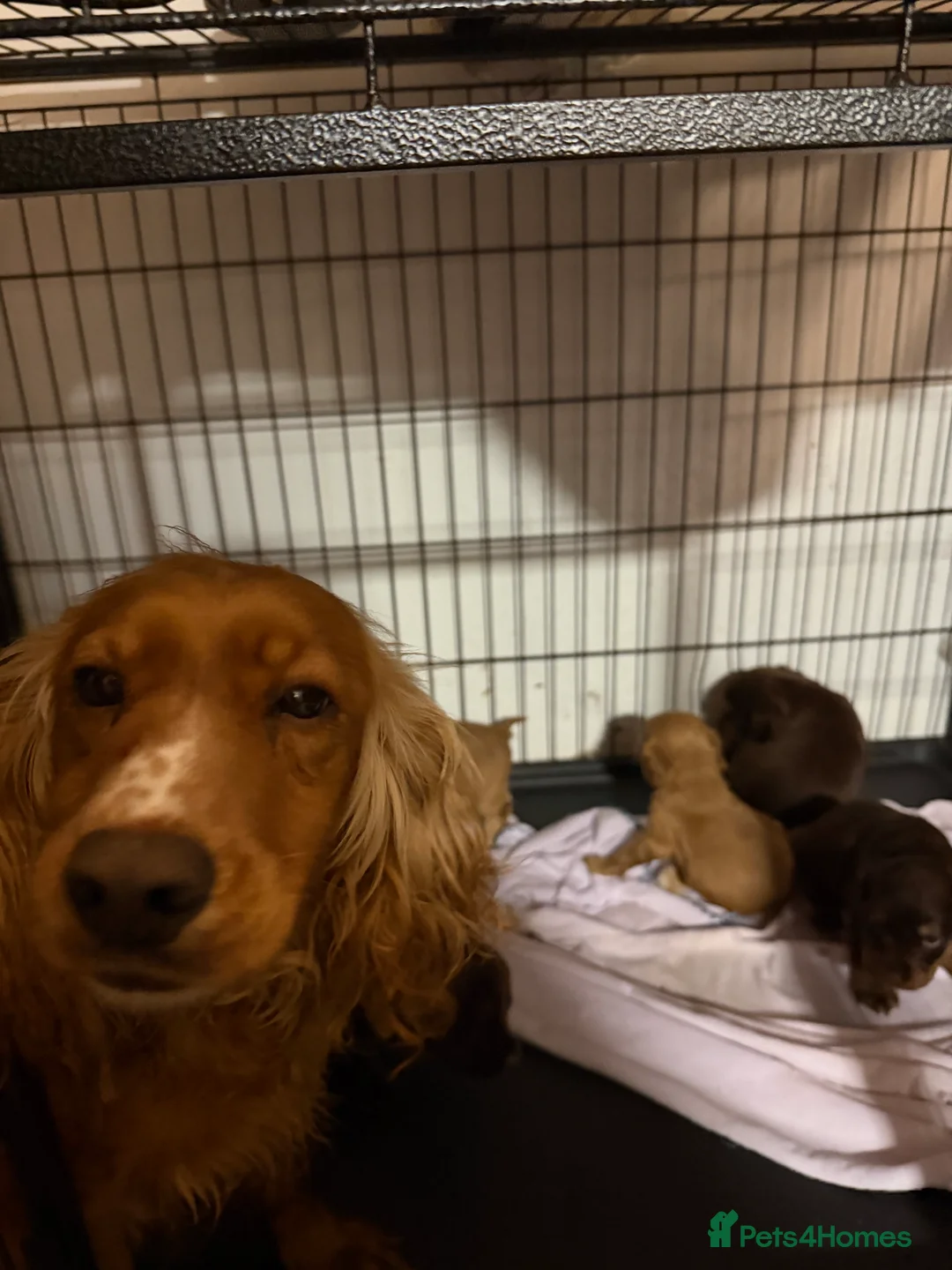 Cocker Spaniel dogs for sale: Cocker spaniel pups  - Advert 1