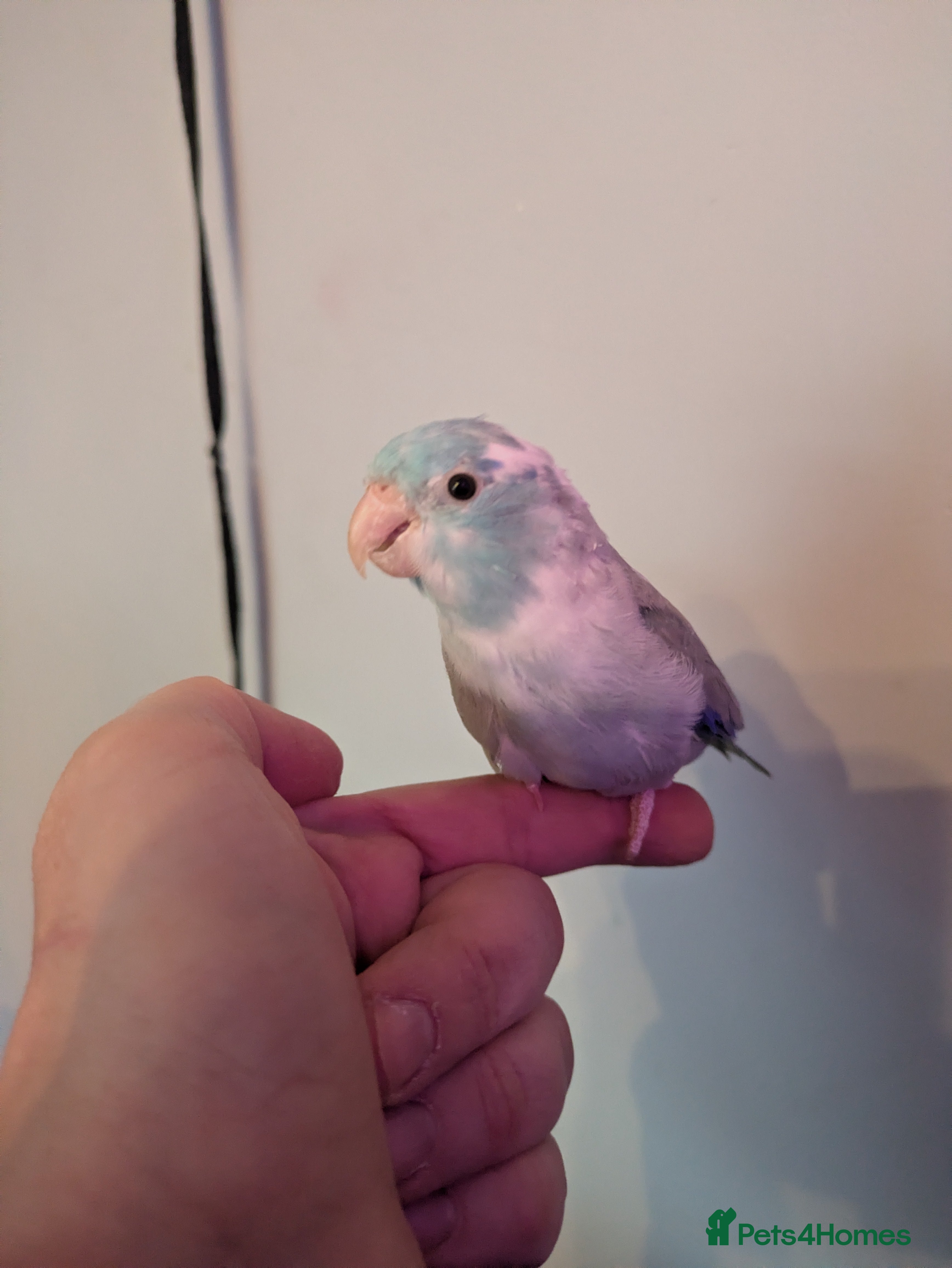 Parrots birds Male parrotlet.... please read - Advert 1