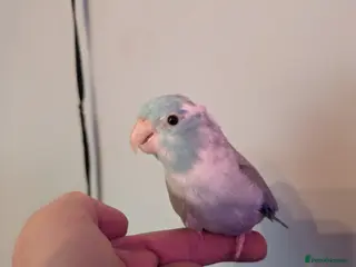Parrots birds Male parrotlet.... please read - Advert 1
