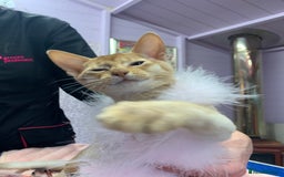 Abyssinian cats for sale: Ready to go! Don’t overlook these fab kittens  - Image 11