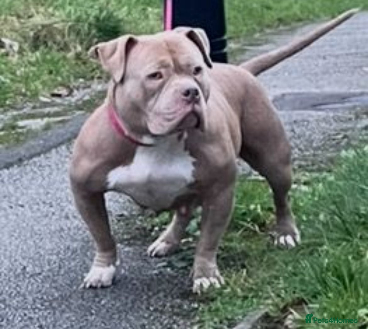 American Bully dogs Pocket bully female for sale  - Advert 1