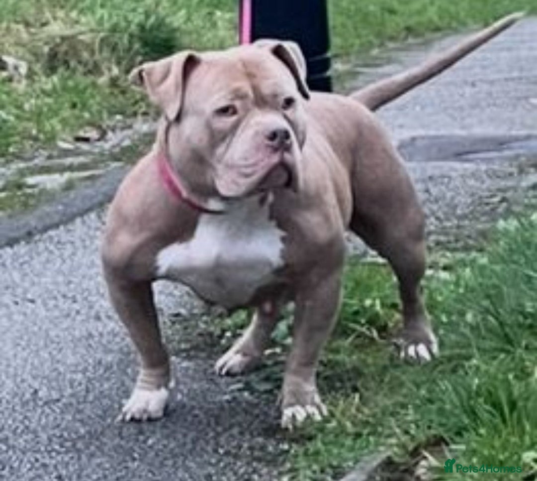 American Bully dogs for sale: Pocket bully female for sale  - Advert 1