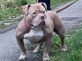American Bully dogs Pocket bully female for sale - Advert 1