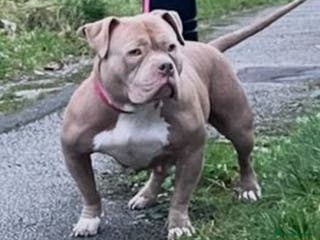 American Bully dogs Pocket bully female for sale - Advert 5