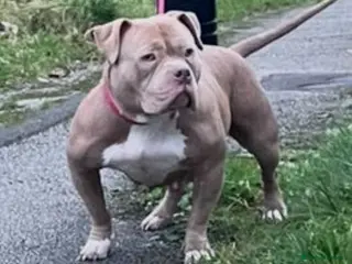 American Bully dogs Pocket bully female for sale - Advert 3