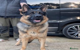 German Shepherd dogs for sale: German shepherd puppies  - Image 3