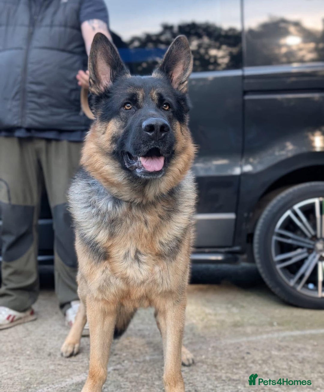 German Shepherd dogs for sale: German shepherd puppies  - Image 3
