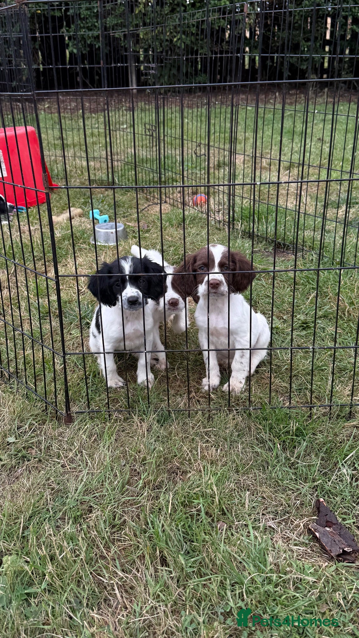 Sprocker dogs Ready now! 3 lovely working spaniel pups  - Advert 15