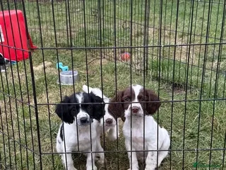 Sprocker dogs Ready now! 3 lovely working spaniel pups - Advert 15
