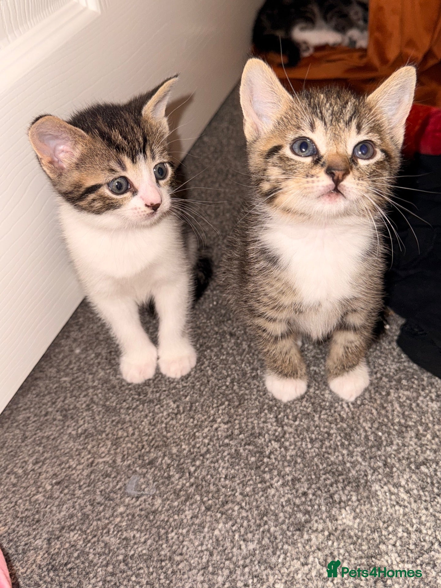 Mixed Breed cats £75 last remaining 1 female 1 male kitten left.  - Advert 19
