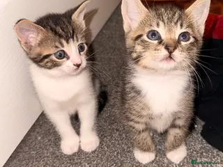 Mixed Breed cats £75 last remaining 1 female 1 male kitten left. - Advert 19