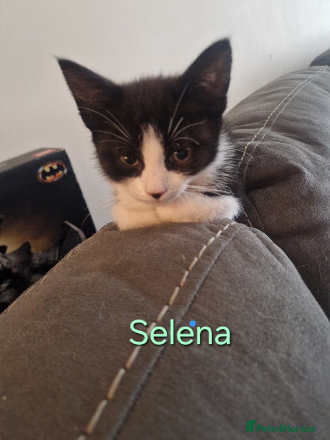 Maine Coon cats for sale: Maine Coon Cross  - Image 5