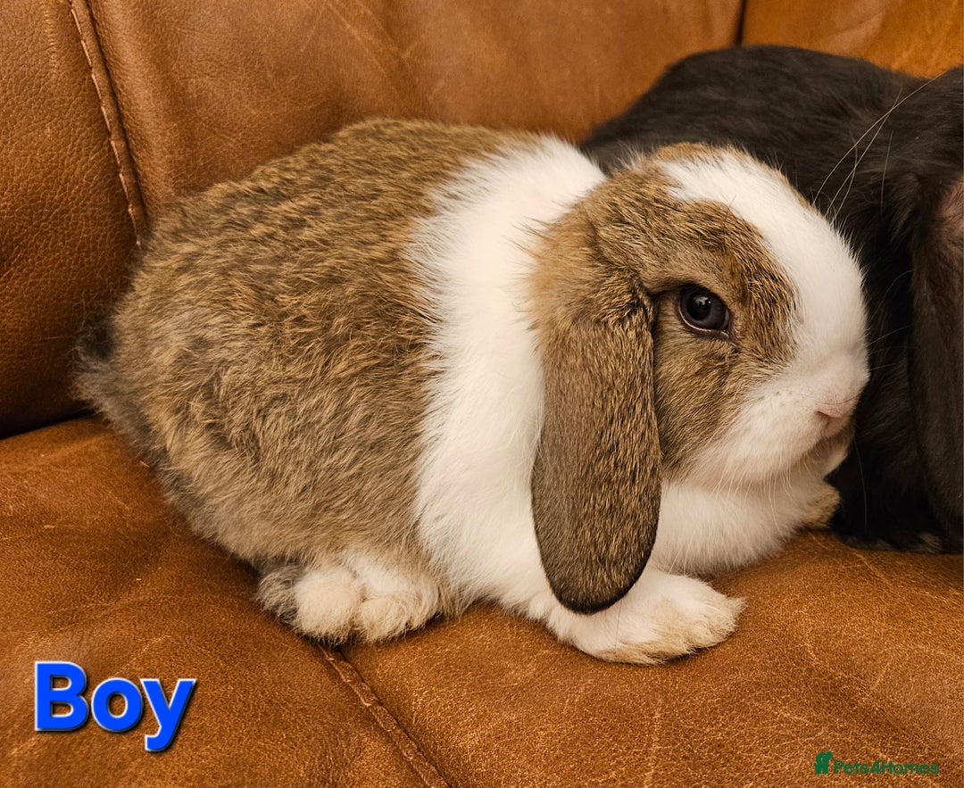 Mini Lop rabbits for sale: Mini Lop Boy - 9 weeks old and ready to leave. - Advert 2