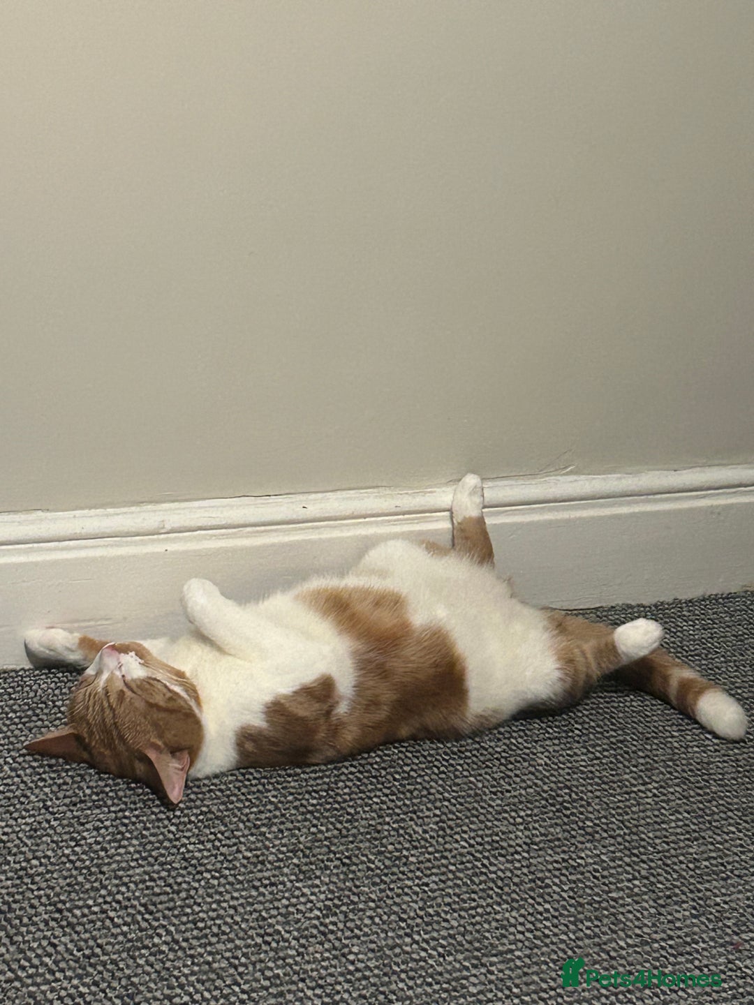 Domestic Shorthair cats for sale: Cheeto  - Advert 6