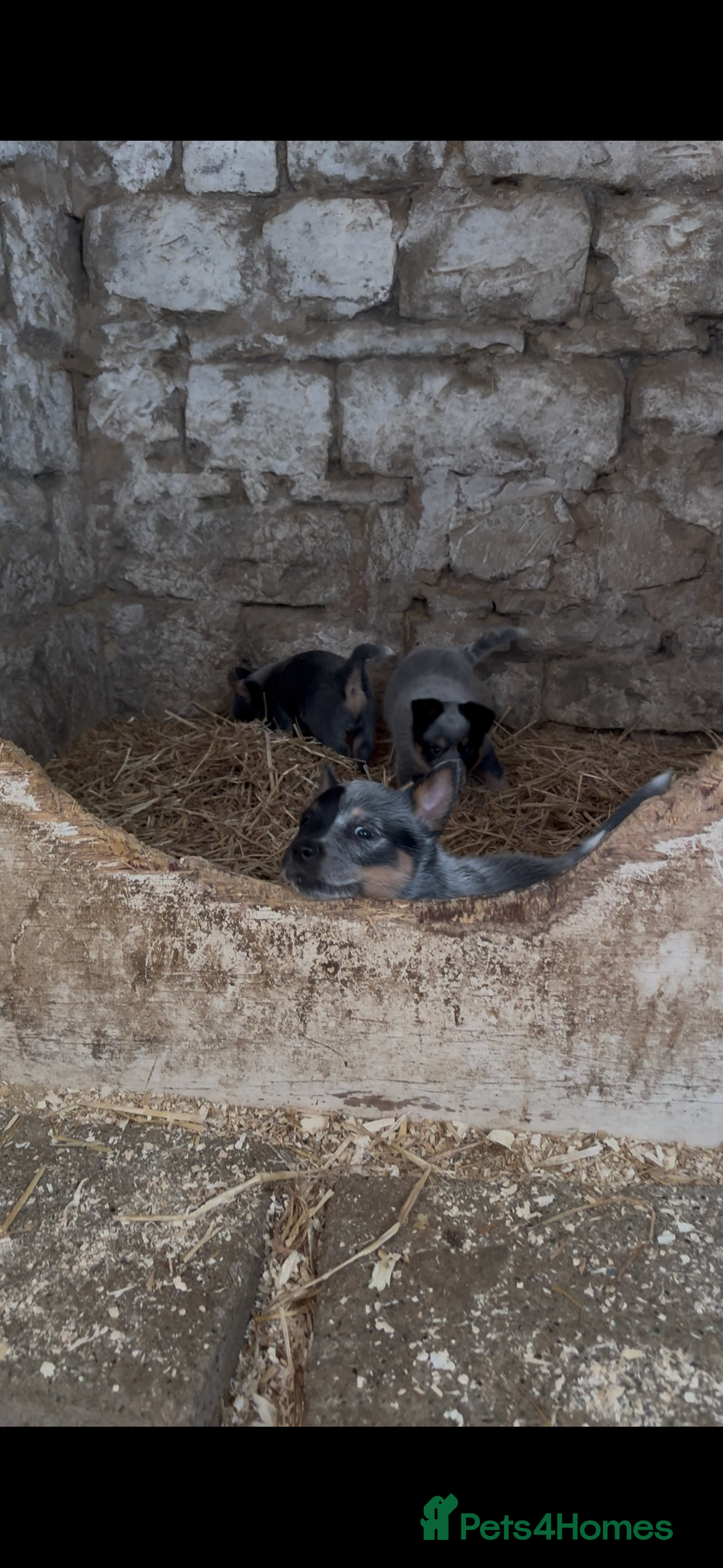 Australian Cattle Dog dogs for sale: Australian cattle dog puppies Blue Heelers  - Image 7
