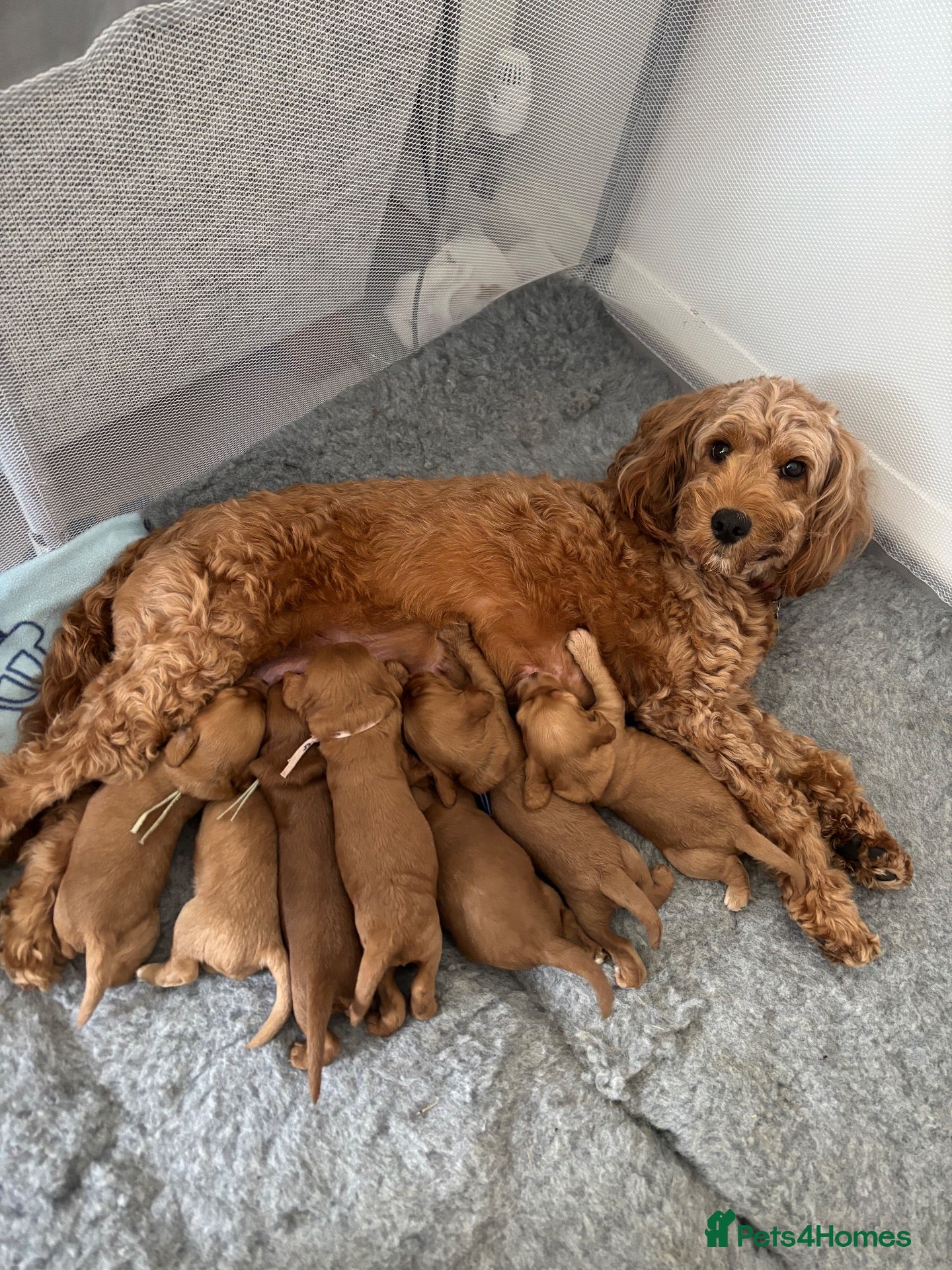 Cockapoo dogs ⭐ F1b cockapoo puppies - Advert 1