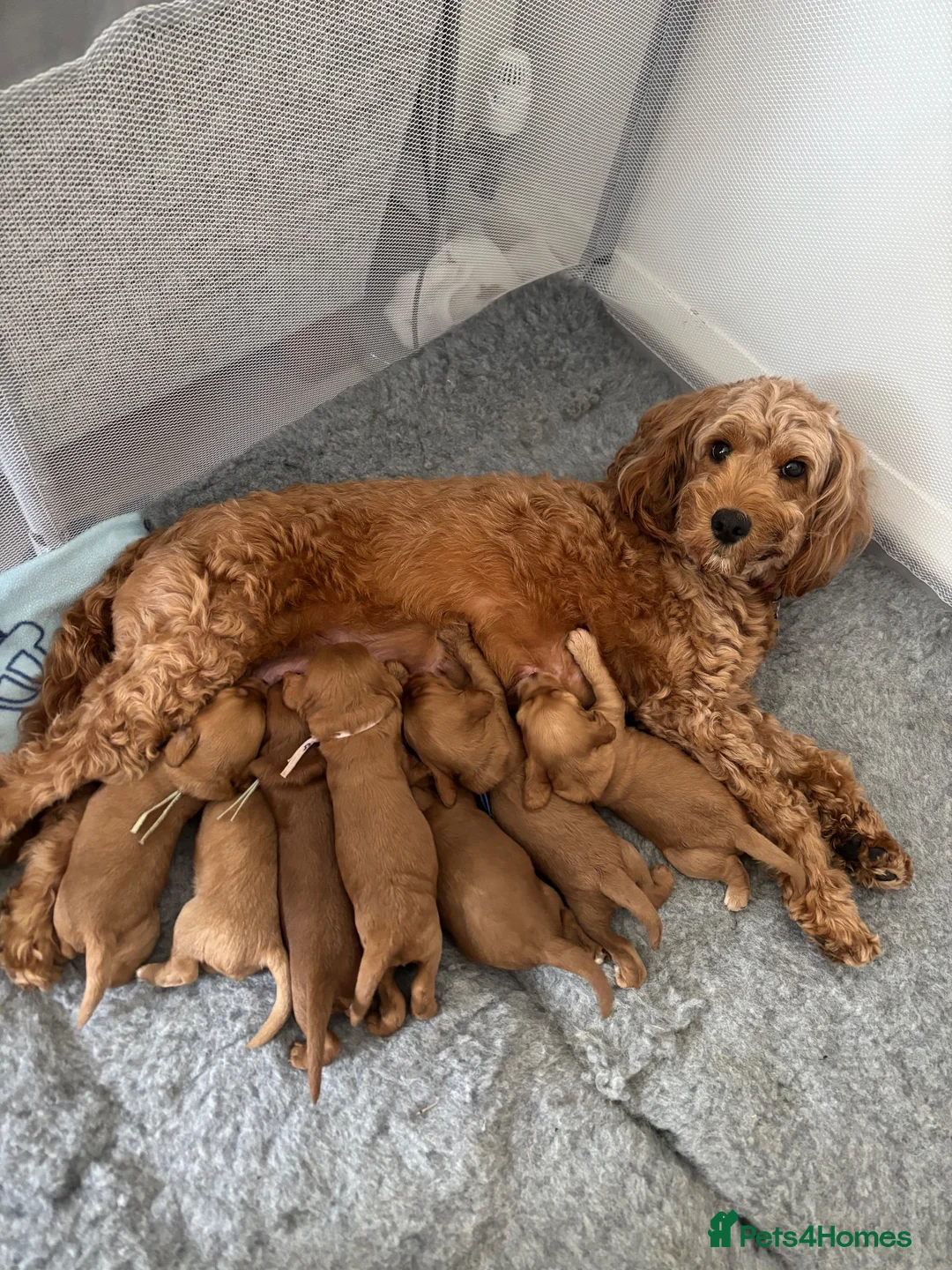 Cockapoo dogs for sale: ⭐ F1b cockapoo puppies - Advert 1