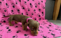 Miniature Dachshund dogs for sale: ADORABLE MINIATURE DACHSHUND PUPPIES  - Image 9