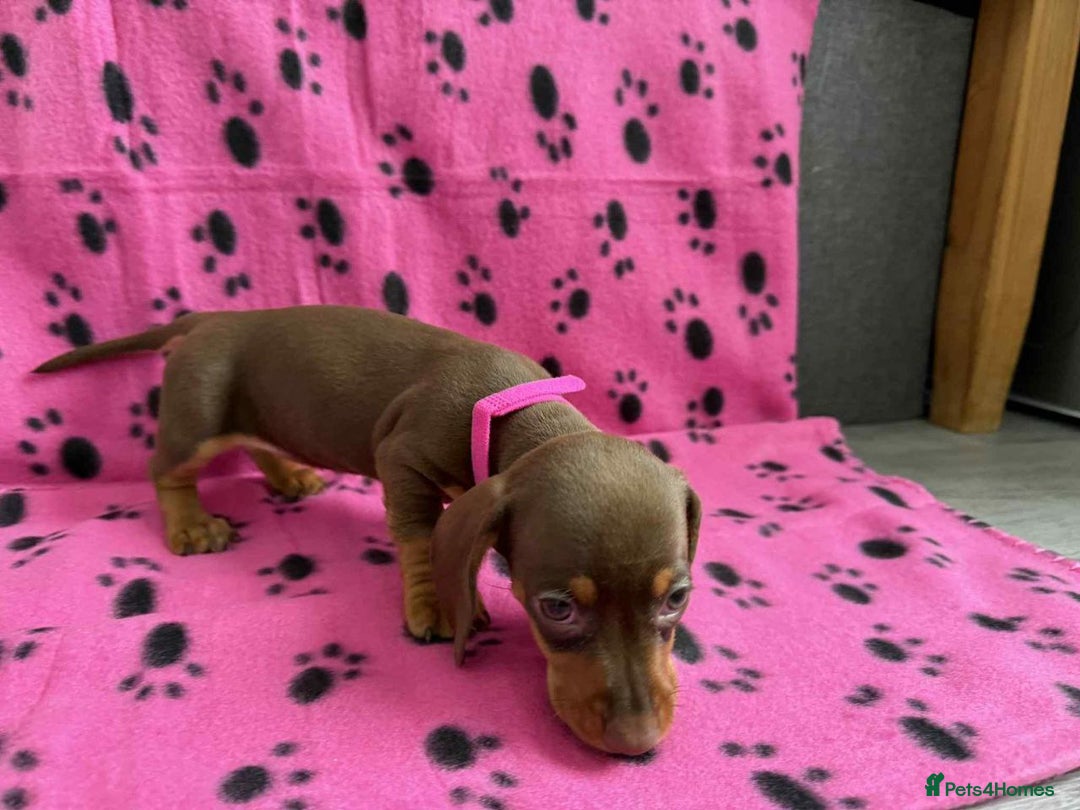 Miniature Dachshund dogs for sale: ADORABLE MINIATURE DACHSHUND PUPPIES  - Image 9