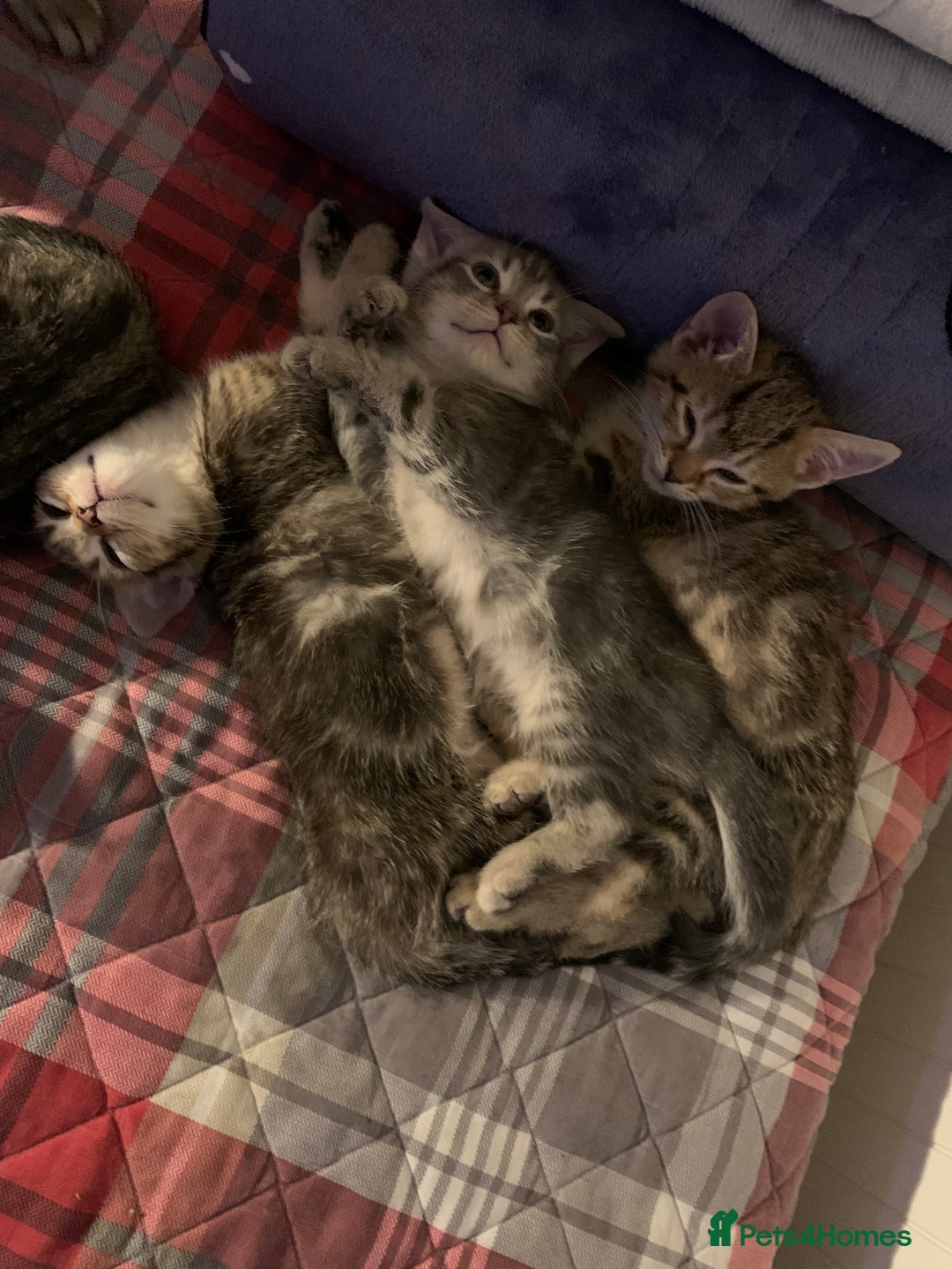 Munchkin cats for sale: Beautiful tabby kittens - Advert 5