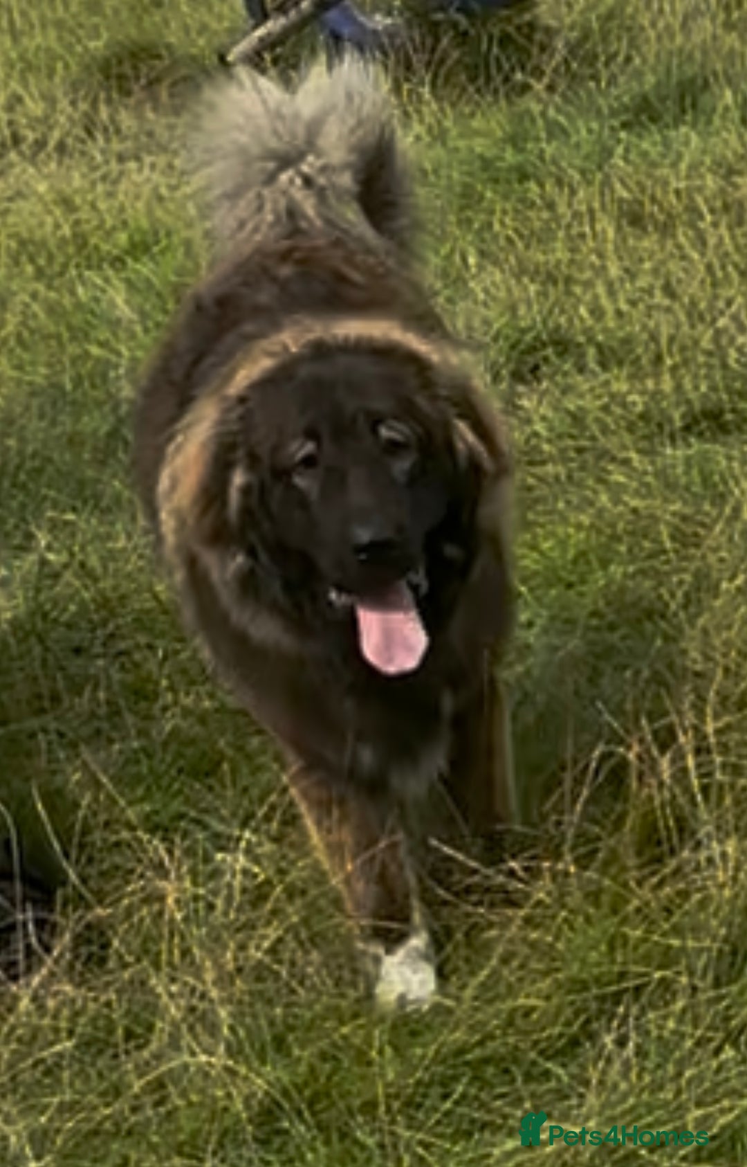 Caucasian Shepherd Dog dogs for sale: 12 month old Caucasian shepherd - Advert 3