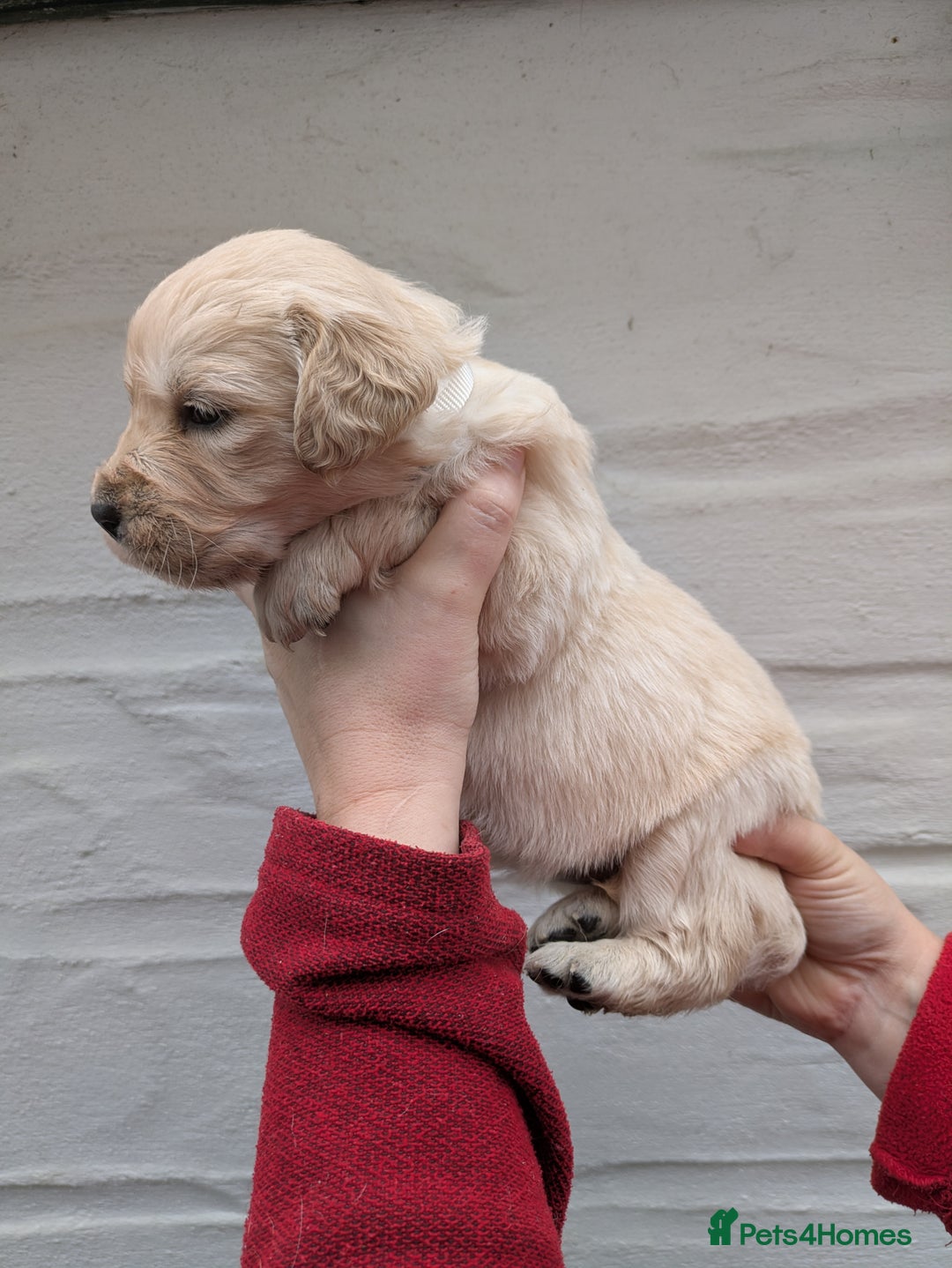 Golden Retriever dogs for sale: KC Top quality golden retrievers - Advert 11