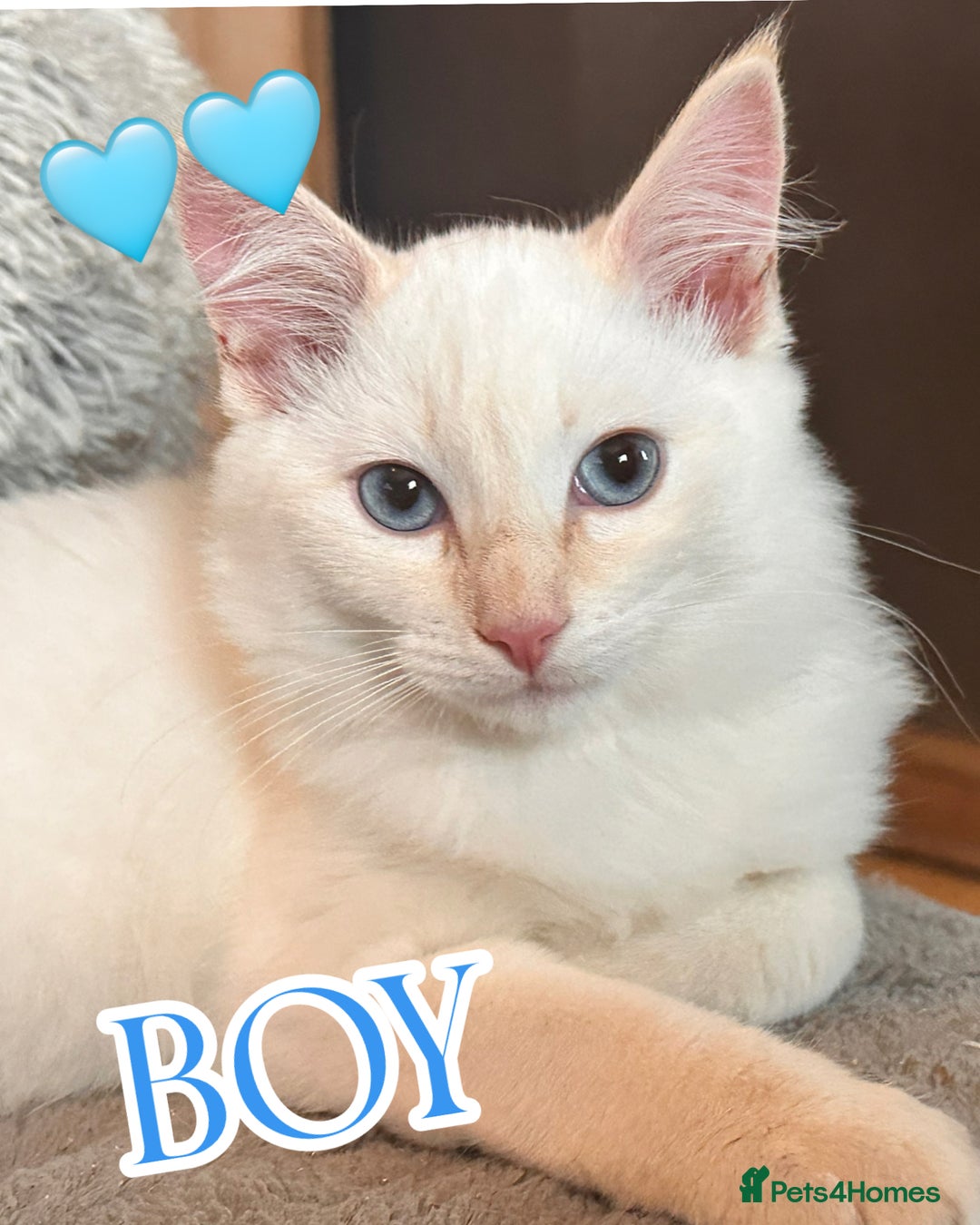 Ragdoll cats for sale: Calico Ragdoll kitten  - Image 10