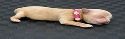 Maltipoo dogs for sale: Luxury Asian Maltipoo Girls 🩷 - Advert 12