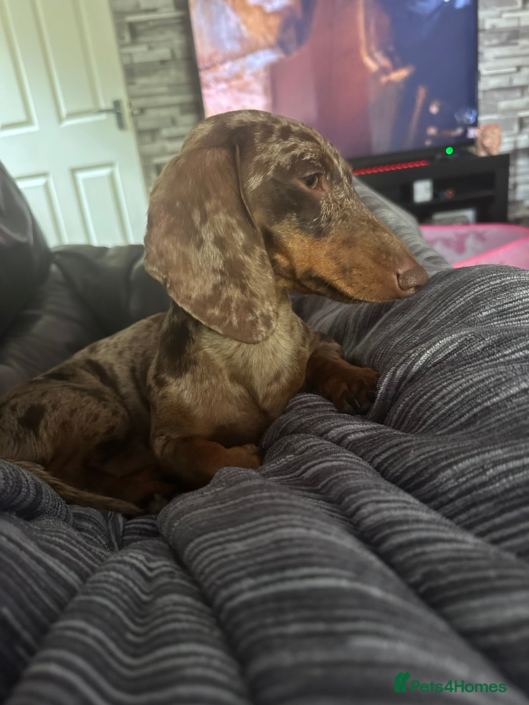 Miniature Dachshund dogs for sale: Miniature Dachshund male - Advert 7